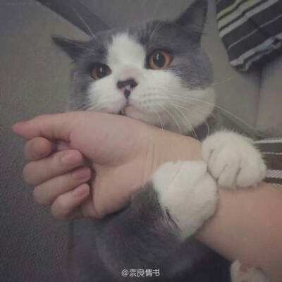 幻世仙境手游下载